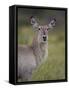 Female Common Waterbuck (Ellipsen Waterbuck) (Kobus Ellipsiprymnus Ellipsiprymnus)-James Hager-Framed Stretched Canvas