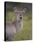 Female Common Waterbuck (Ellipsen Waterbuck) (Kobus Ellipsiprymnus Ellipsiprymnus)-James Hager-Stretched Canvas