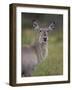 Female Common Waterbuck (Ellipsen Waterbuck) (Kobus Ellipsiprymnus Ellipsiprymnus)-James Hager-Framed Photographic Print