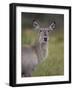 Female Common Waterbuck (Ellipsen Waterbuck) (Kobus Ellipsiprymnus Ellipsiprymnus)-James Hager-Framed Photographic Print