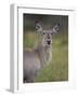 Female Common Waterbuck (Ellipsen Waterbuck) (Kobus Ellipsiprymnus Ellipsiprymnus)-James Hager-Framed Photographic Print