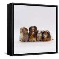 Female Crested Guinea Pig with Three Six-Week Babies, UK-Jane Burton-Framed Stretched Canvas