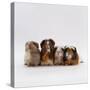 Female Crested Guinea Pig with Three Six-Week Babies, UK-Jane Burton-Stretched Canvas