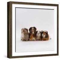 Female Crested Guinea Pig with Three Six-Week Babies, UK-Jane Burton-Framed Photographic Print