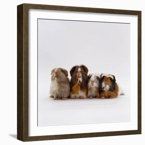 Female Crested Guinea Pig with Three Six-Week Babies, UK-Jane Burton-Framed Photographic Print