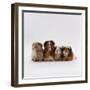 Female Crested Guinea Pig with Three Six-Week Babies, UK-Jane Burton-Framed Photographic Print