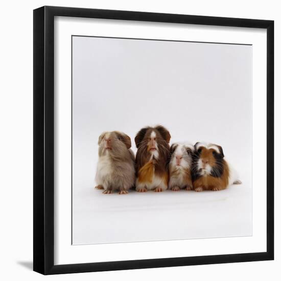 Female Crested Guinea Pig with Three Six-Week Babies, UK-Jane Burton-Framed Photographic Print