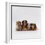 Female Crested Guinea Pig with Three Six-Week Babies, UK-Jane Burton-Framed Photographic Print