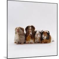 Female Crested Guinea Pig with Three Six-Week Babies, UK-Jane Burton-Mounted Photographic Print