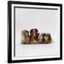 Female Crested Guinea Pig with Three Six-Week Babies, UK-Jane Burton-Framed Photographic Print