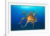 Female Day octopus drifting in the ocean, Hawaii-David Fleetham-Framed Photographic Print