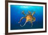 Female Day octopus drifting in the ocean, Hawaii-David Fleetham-Framed Photographic Print