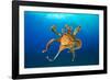 Female Day octopus drifting in the ocean, Hawaii-David Fleetham-Framed Photographic Print