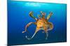 Female Day octopus drifting in the ocean, Hawaii-David Fleetham-Mounted Photographic Print