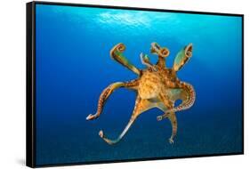 Female Day octopus drifting in the ocean, Hawaii-David Fleetham-Framed Stretched Canvas