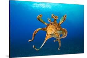 Female Day octopus drifting in the ocean, Hawaii-David Fleetham-Stretched Canvas