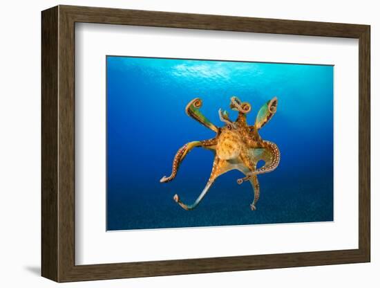 Female Day octopus drifting in the ocean, Hawaii-David Fleetham-Framed Photographic Print