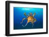 Female Day octopus drifting in the ocean, Hawaii-David Fleetham-Framed Photographic Print