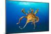 Female Day octopus drifting in the ocean, Hawaii-David Fleetham-Mounted Photographic Print