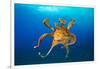 Female Day octopus drifting in the ocean, Hawaii-David Fleetham-Framed Photographic Print