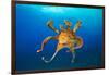 Female Day octopus drifting in the ocean, Hawaii-David Fleetham-Framed Photographic Print