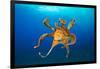 Female Day octopus drifting in the ocean, Hawaii-David Fleetham-Framed Photographic Print