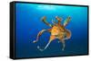 Female Day octopus drifting in the ocean, Hawaii-David Fleetham-Framed Stretched Canvas