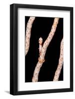 Female Denise'S Pygmy Seahorse (Hippocampus Denise) On Coral Seafan (Annella Mollis) Misool-Alex Mustard-Framed Photographic Print