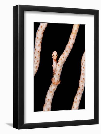 Female Denise'S Pygmy Seahorse (Hippocampus Denise) On Coral Seafan (Annella Mollis) Misool-Alex Mustard-Framed Photographic Print