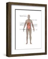 Female Digestive System-Gwen Shockey-Framed Art Print