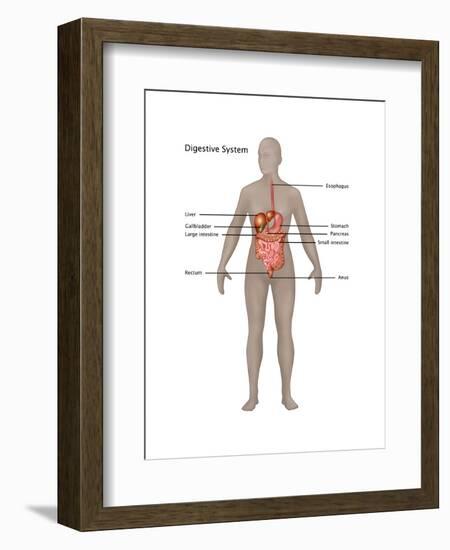 Female Digestive System-Gwen Shockey-Framed Art Print