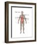 Female Digestive System-Gwen Shockey-Framed Art Print