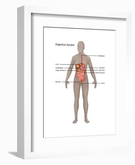 Female Digestive System-Gwen Shockey-Framed Art Print