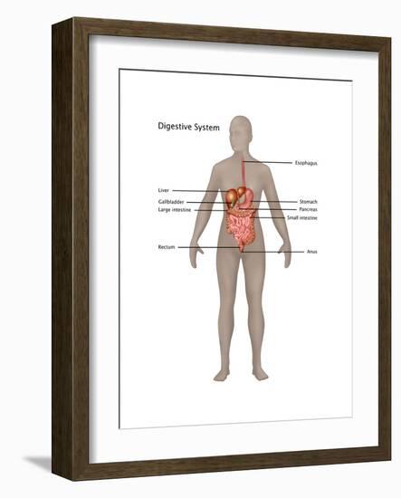 Female Digestive System-Gwen Shockey-Framed Art Print