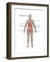 Female Digestive System-Gwen Shockey-Framed Art Print