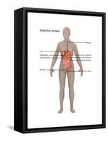 Female Digestive System-Gwen Shockey-Framed Stretched Canvas