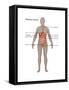 Female Digestive System-Gwen Shockey-Framed Stretched Canvas