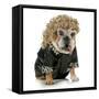 Female Dog - English Bulldog Wearing Blonde Wig and Black Leather Coat-Willee Cole-Framed Stretched Canvas