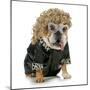 Female Dog - English Bulldog Wearing Blonde Wig and Black Leather Coat-Willee Cole-Mounted Photographic Print
