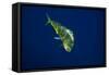 Female Dolphin in Open Water-Stephen Frink-Framed Stretched Canvas