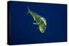 Female Dolphin in Open Water-Stephen Frink-Stretched Canvas