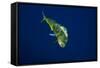 Female Dolphin in Open Water-Stephen Frink-Framed Stretched Canvas