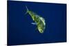 Female Dolphin in Open Water-Stephen Frink-Stretched Canvas