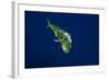 Female Dolphin in Open Water-Stephen Frink-Framed Photographic Print