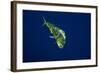 Female Dolphin in Open Water-Stephen Frink-Framed Photographic Print