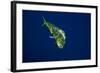 Female Dolphin in Open Water-Stephen Frink-Framed Photographic Print