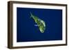 Female Dolphin in Open Water-Stephen Frink-Framed Photographic Print