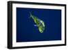 Female Dolphin in Open Water-Stephen Frink-Framed Photographic Print