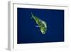 Female Dolphin in Open Water-Stephen Frink-Framed Photographic Print