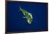 Female Dolphin in Open Water-Stephen Frink-Framed Photographic Print